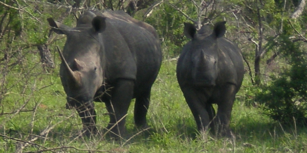 Rhinos in South Africa