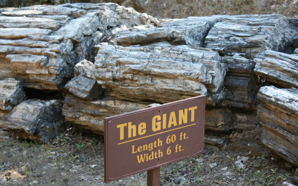 The Giant - Petrified Forest