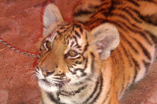 Tiger at Puerto Vallarta Zoo