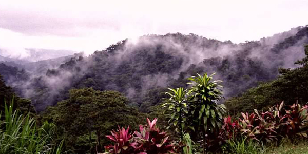 View of the Rainforest