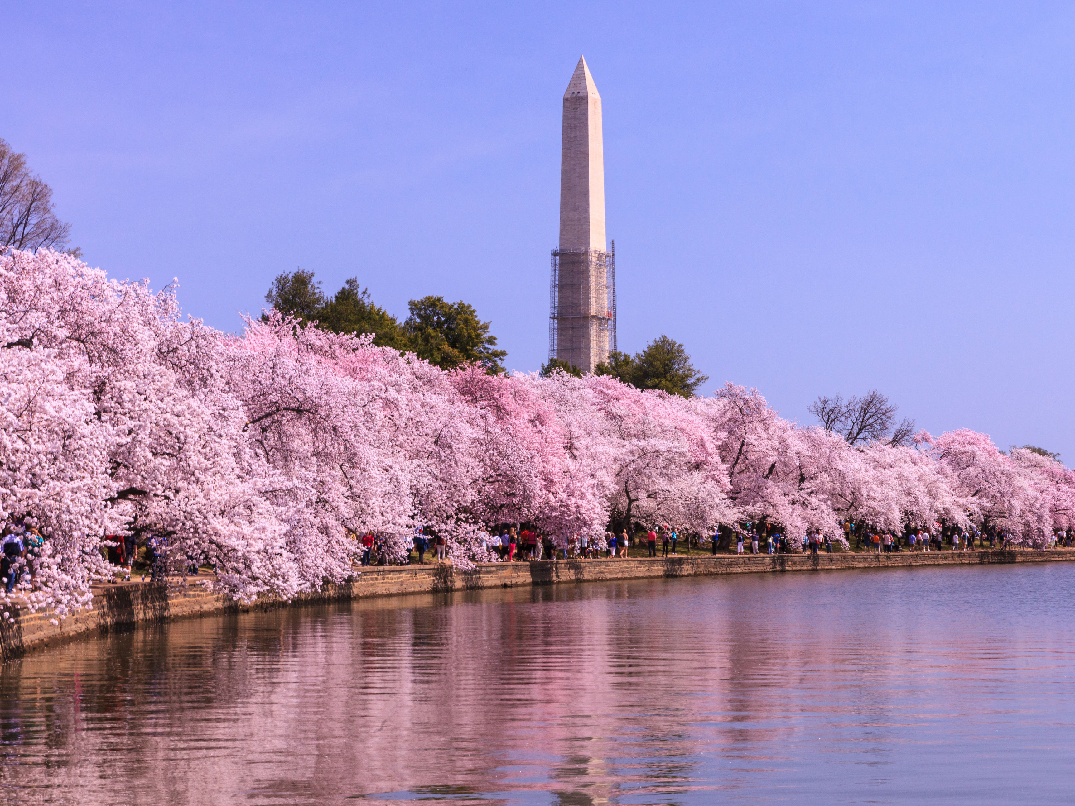 Cherry Blossoms (Shutterstock.com)