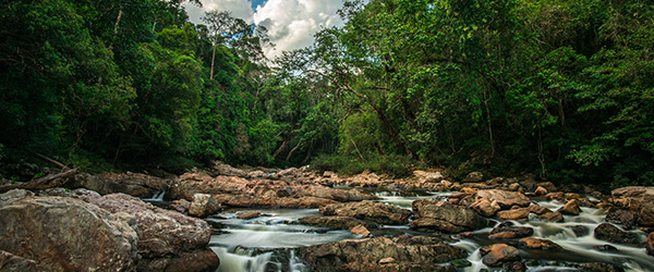 Taman Negara National Park, Malaysia 